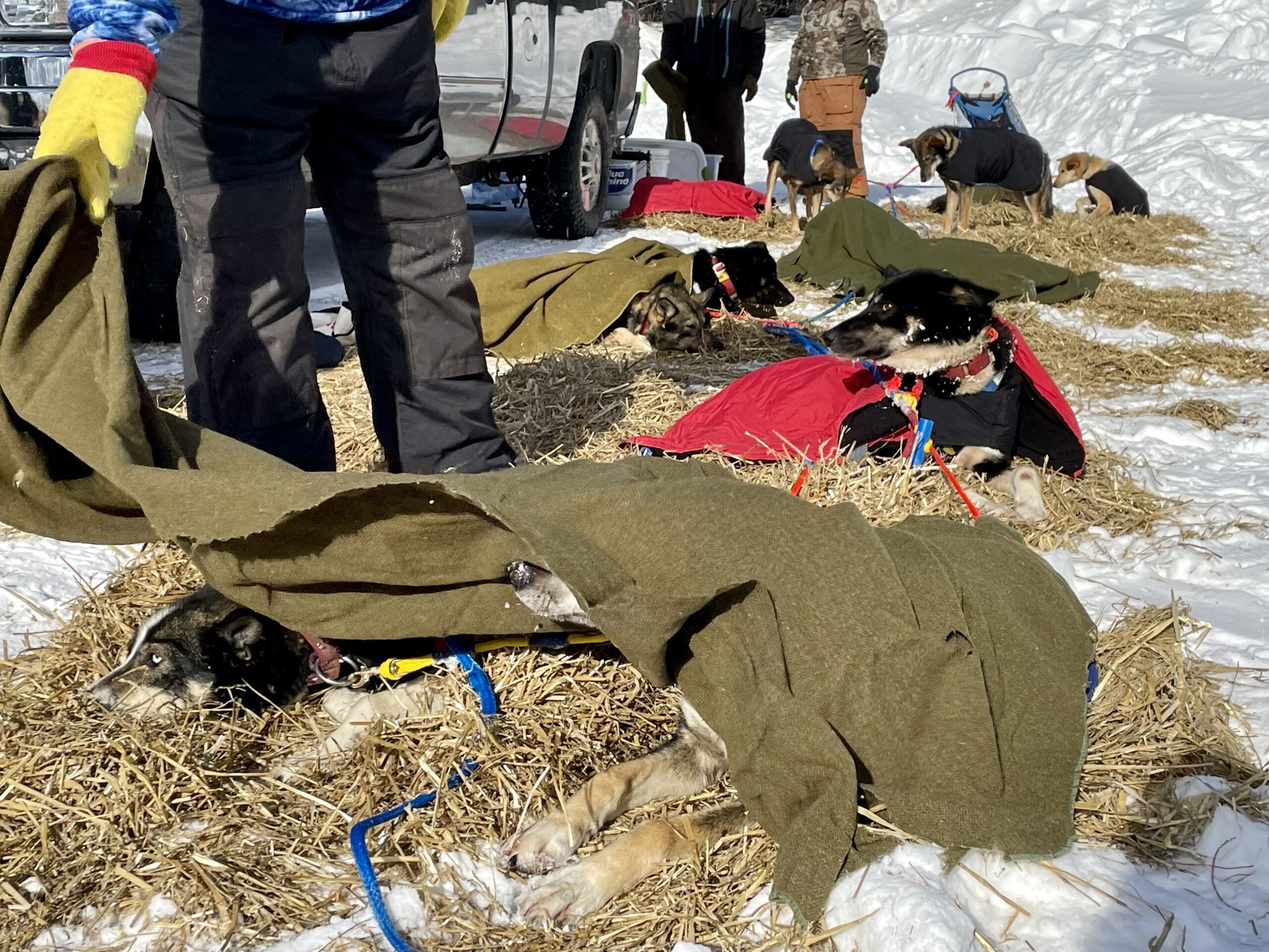 Sled dogs nap on straw with blankets.