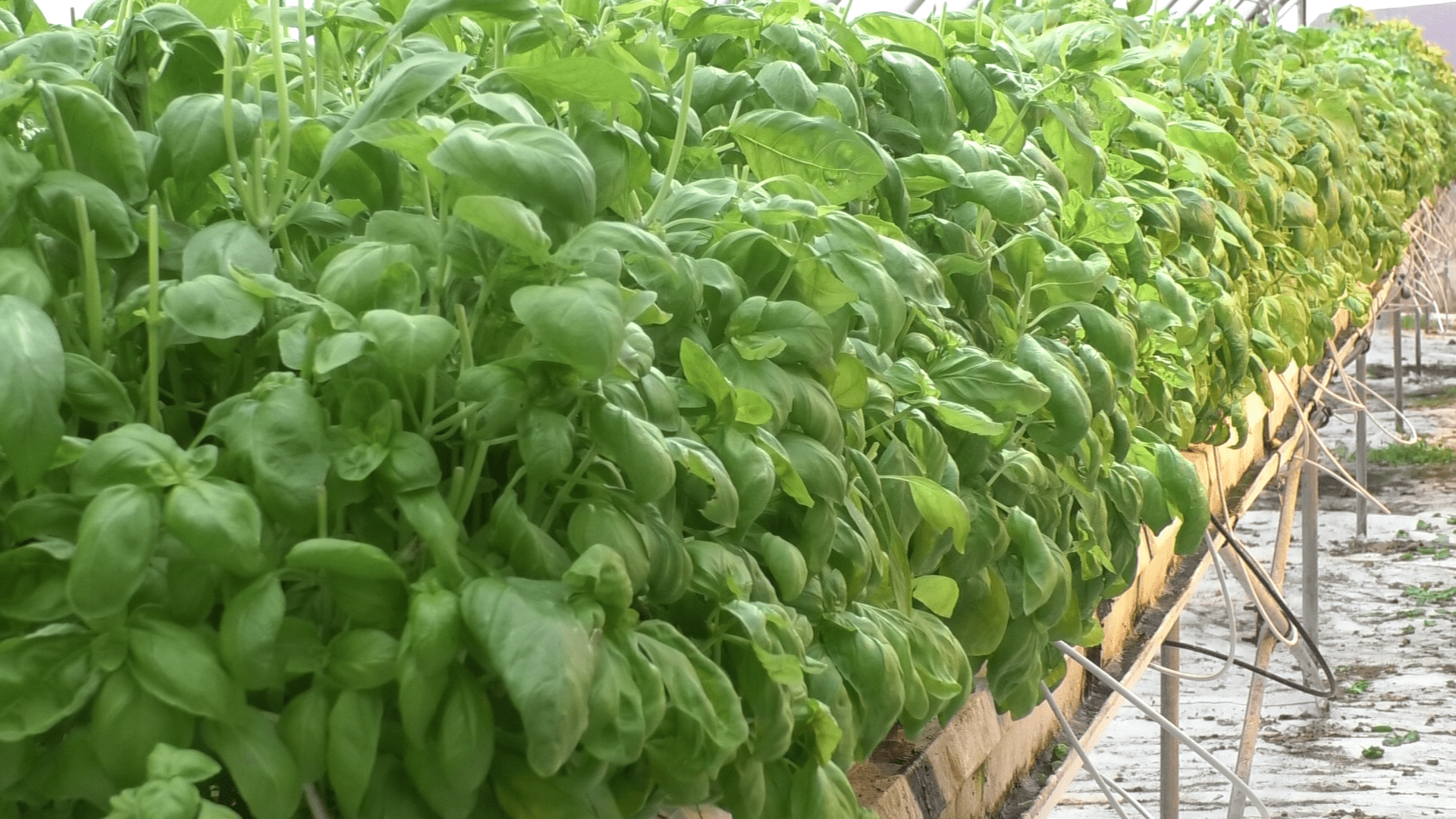 Basil growing in Bay Produce greenhouses in Superior.