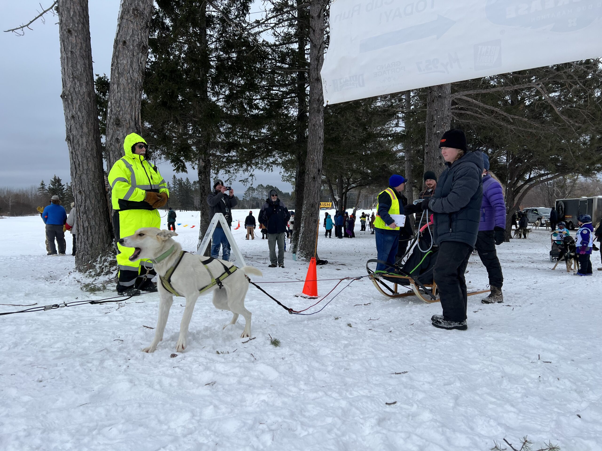 White dog appears anxious to get going at start of the Beargrease Cub Run Sled Dog race.
