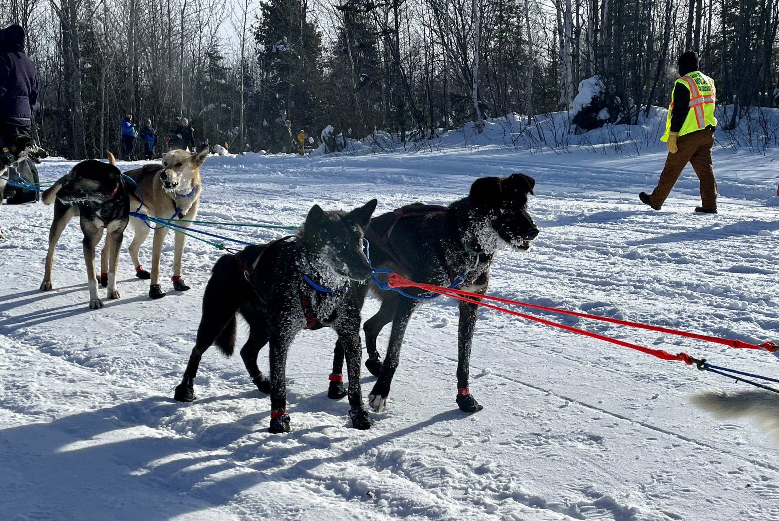 Four sled dogs in harness ready to go.
