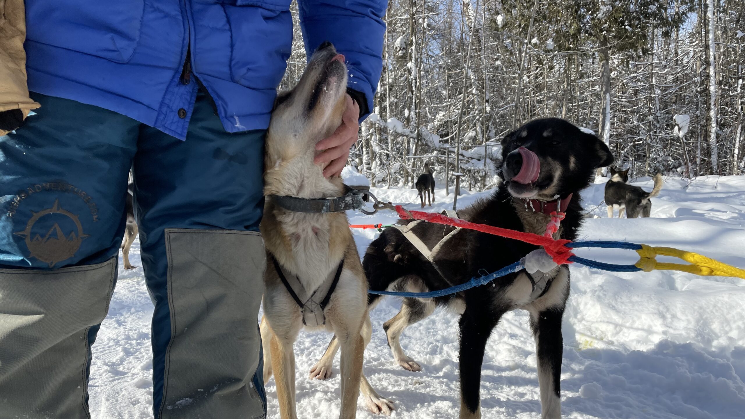Ero Wallin pets two sled dogs