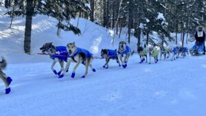 Very happy sled dogs running by.