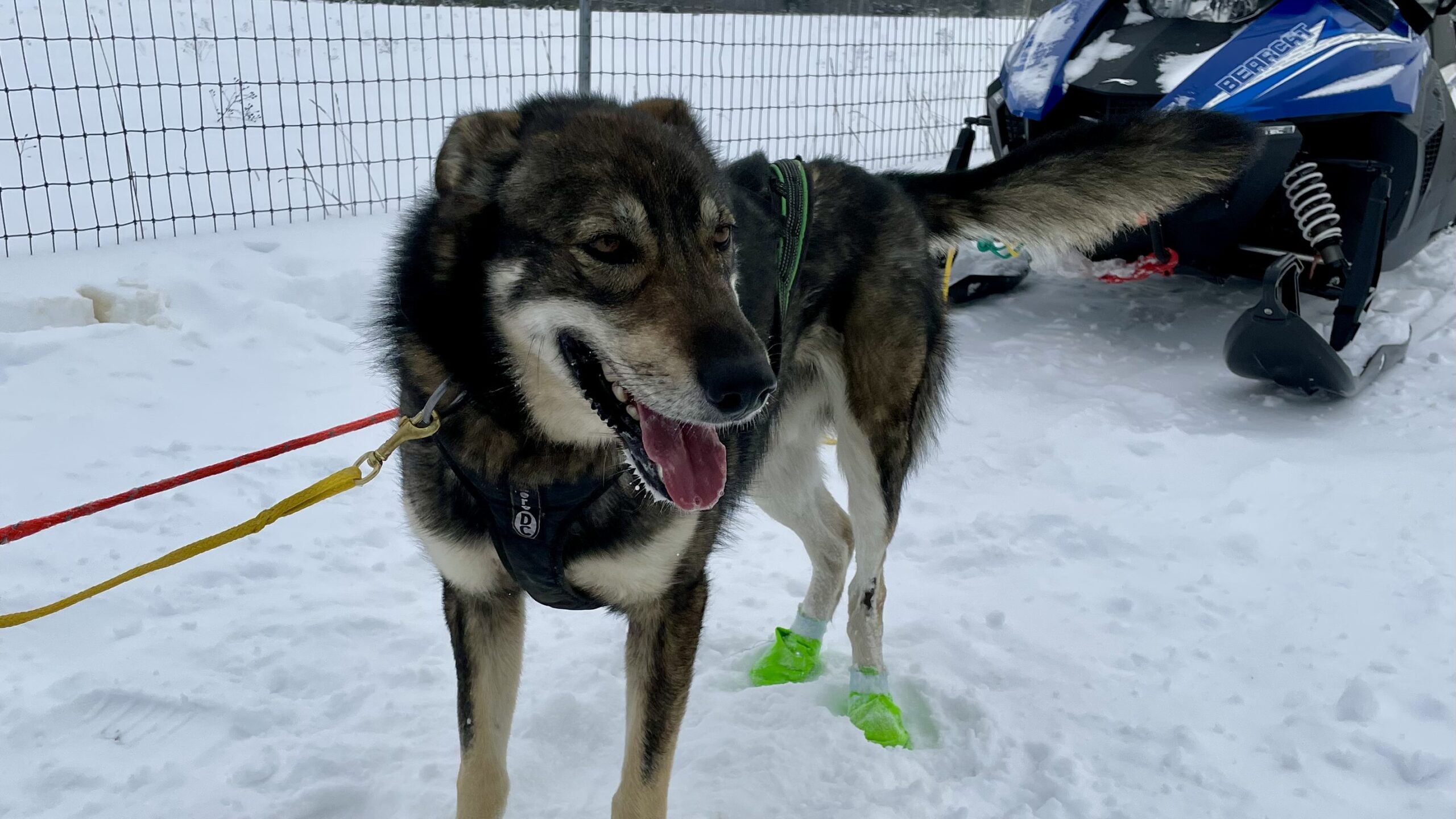 Wildfire the sled dog gets ready for a training run