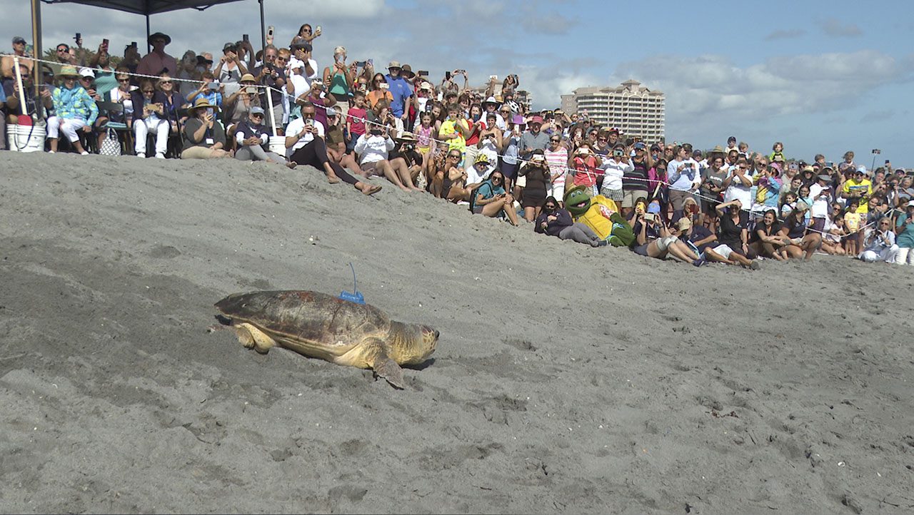 A Loggerhead Sea Turtle moves across the sand with a crowd watching.