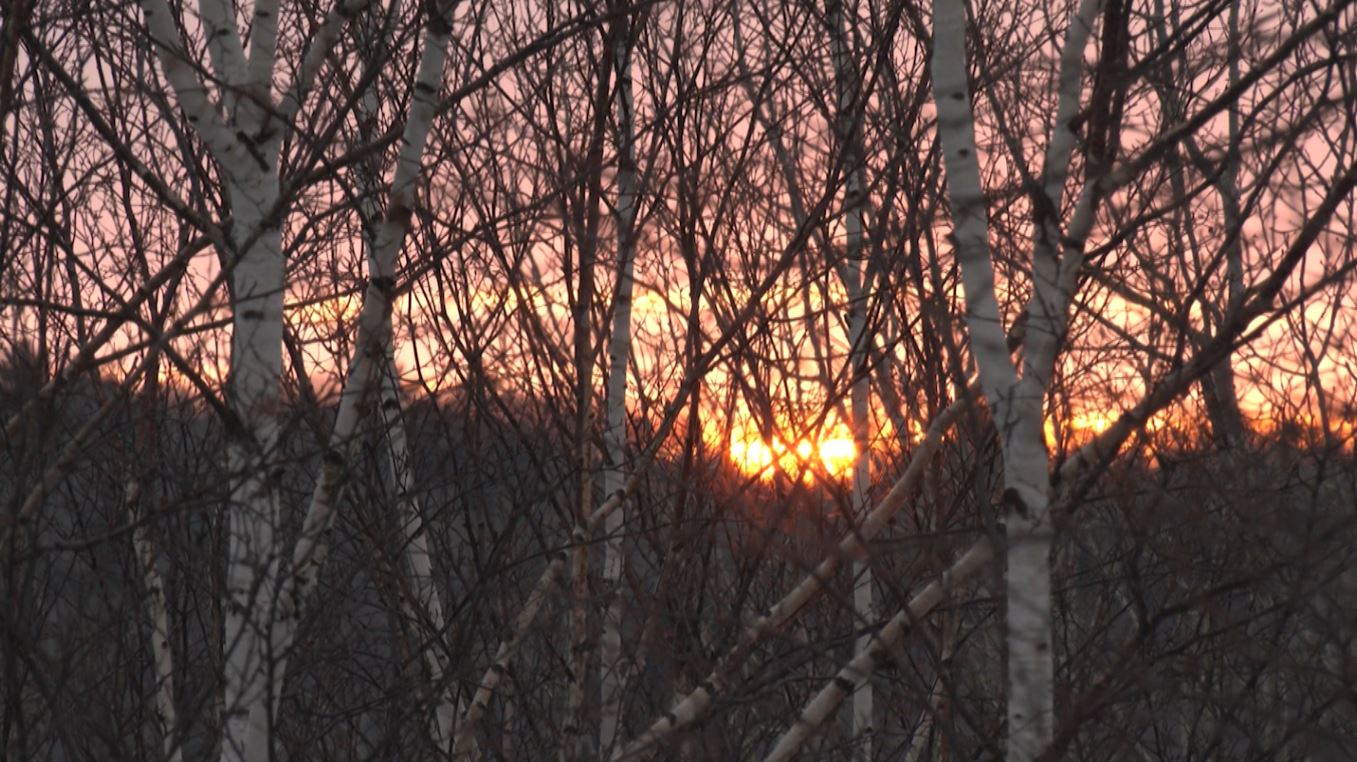 The sun sets through some birch trees in Hartley Park