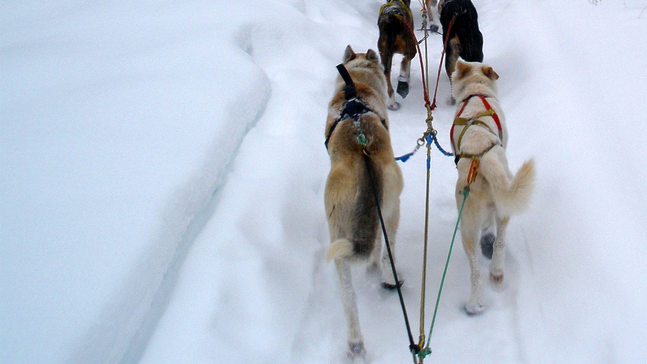 close up picture of the backs of two sled dogs on a snowy trail.