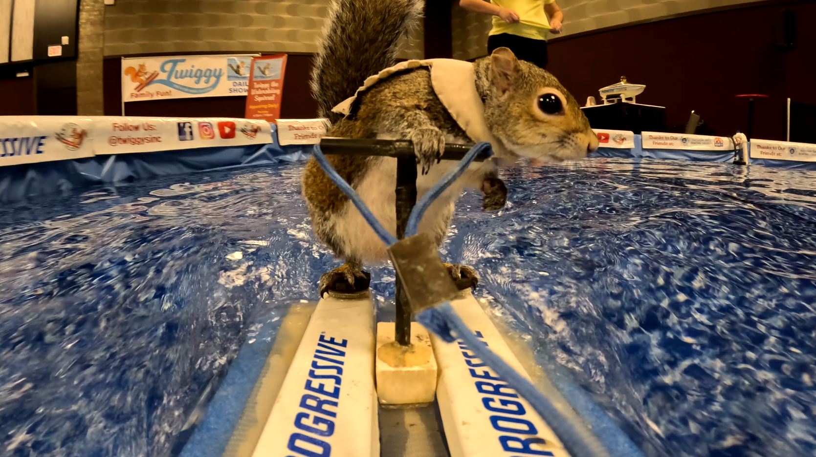 Twiggy the squirrel on her waterskis
