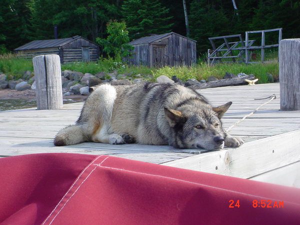 A grayish dog relaxes on a dock. There is grass, wood structures and trees behind.