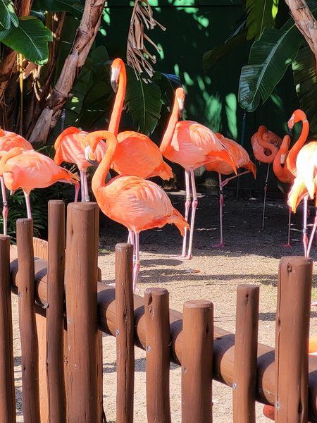 At least 10 pink flamingoes gather on the other side of the fence.