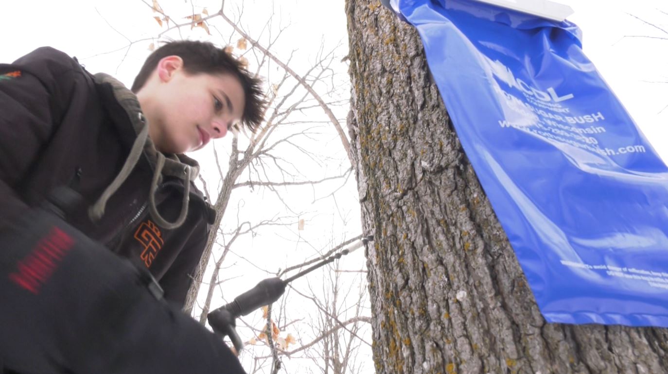 A kid taps a maple tree for syrup