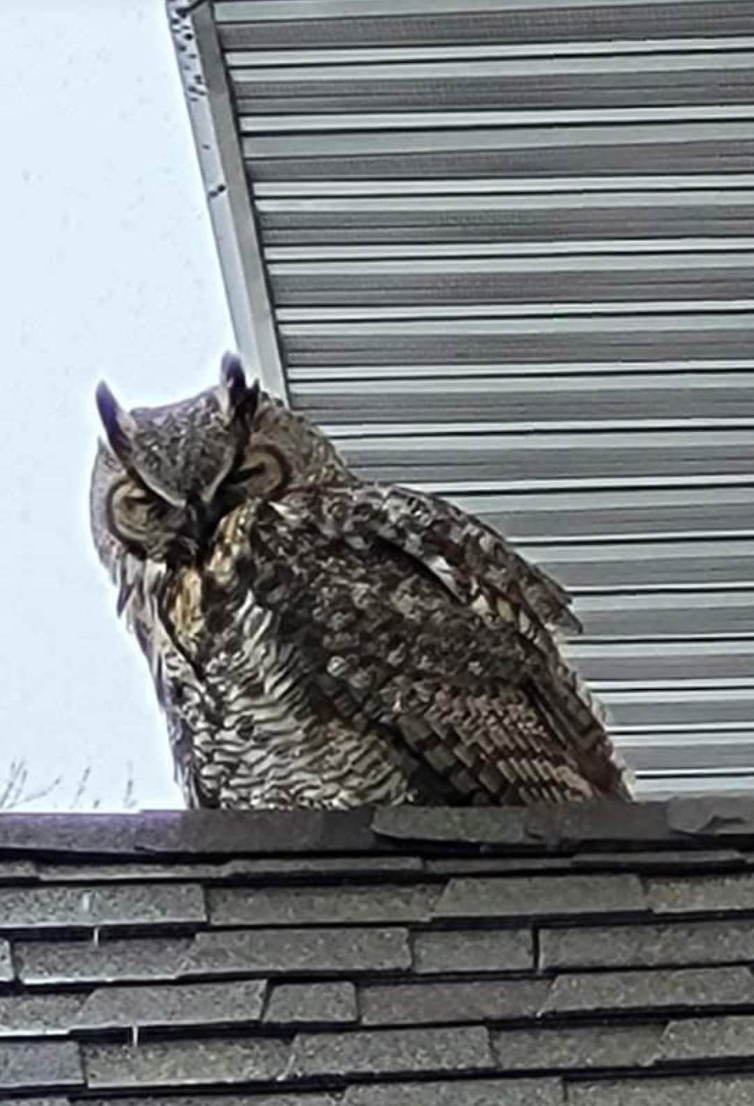 Owl squints as it sits on the roof of a house.
