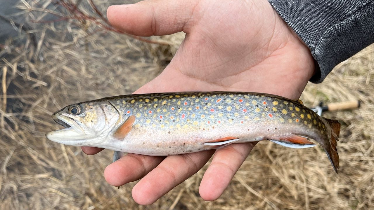 A small brook trout held in a hand.
