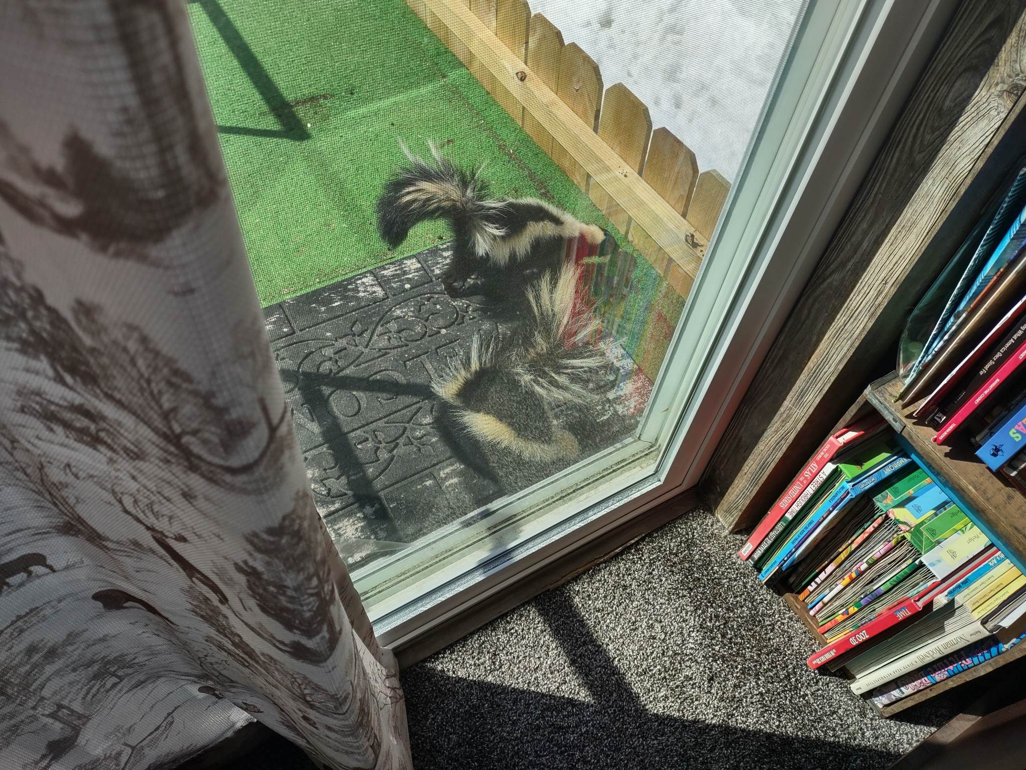 Two skunks gather at a sliding glass door.