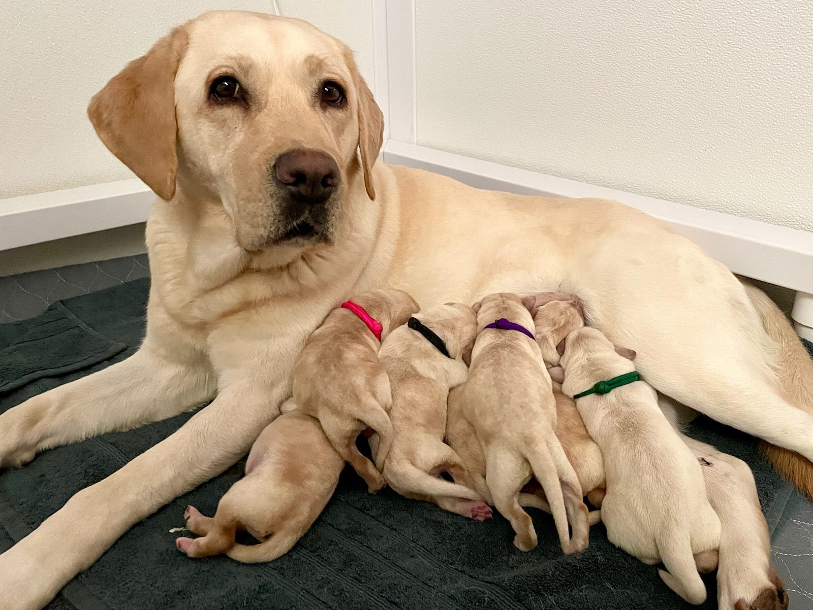 Mom Dell with her seven puppies
