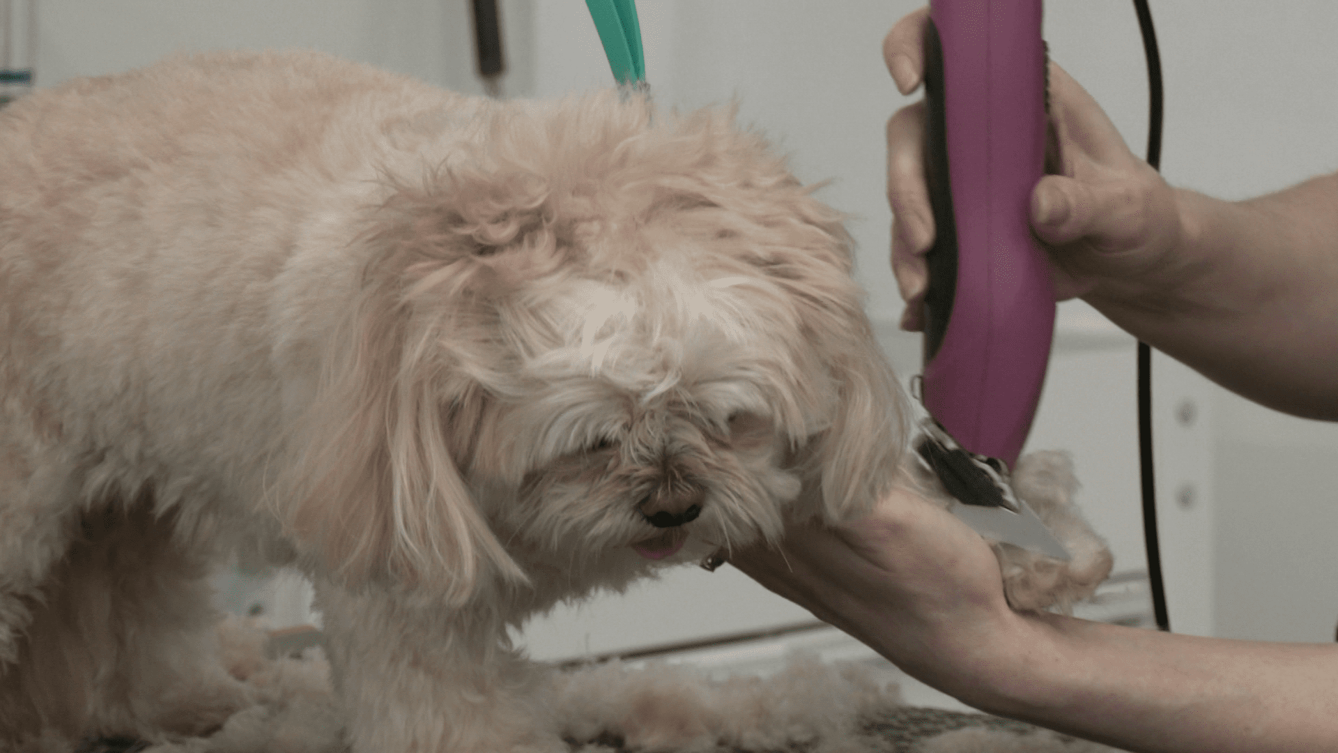 Diva Dog Grooming