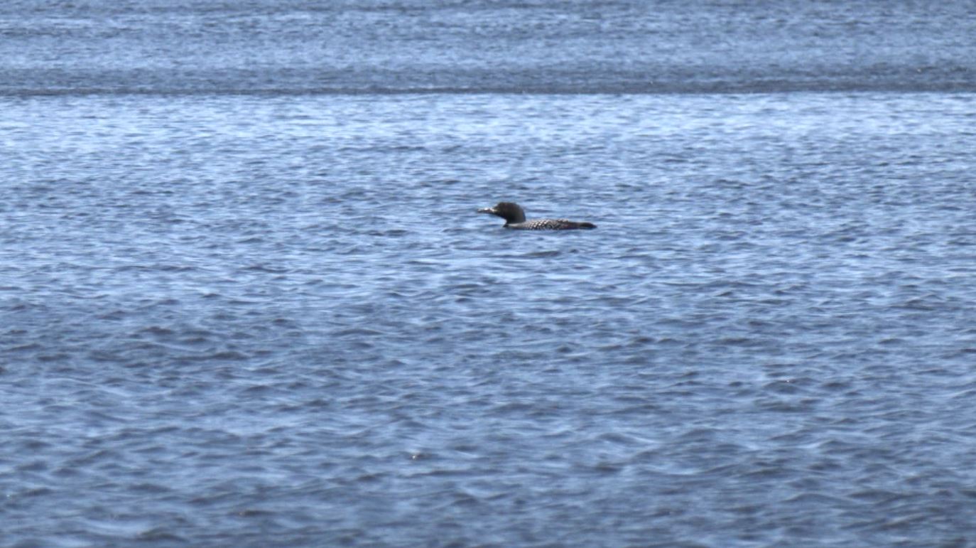 A loon on Moosehead Lake
