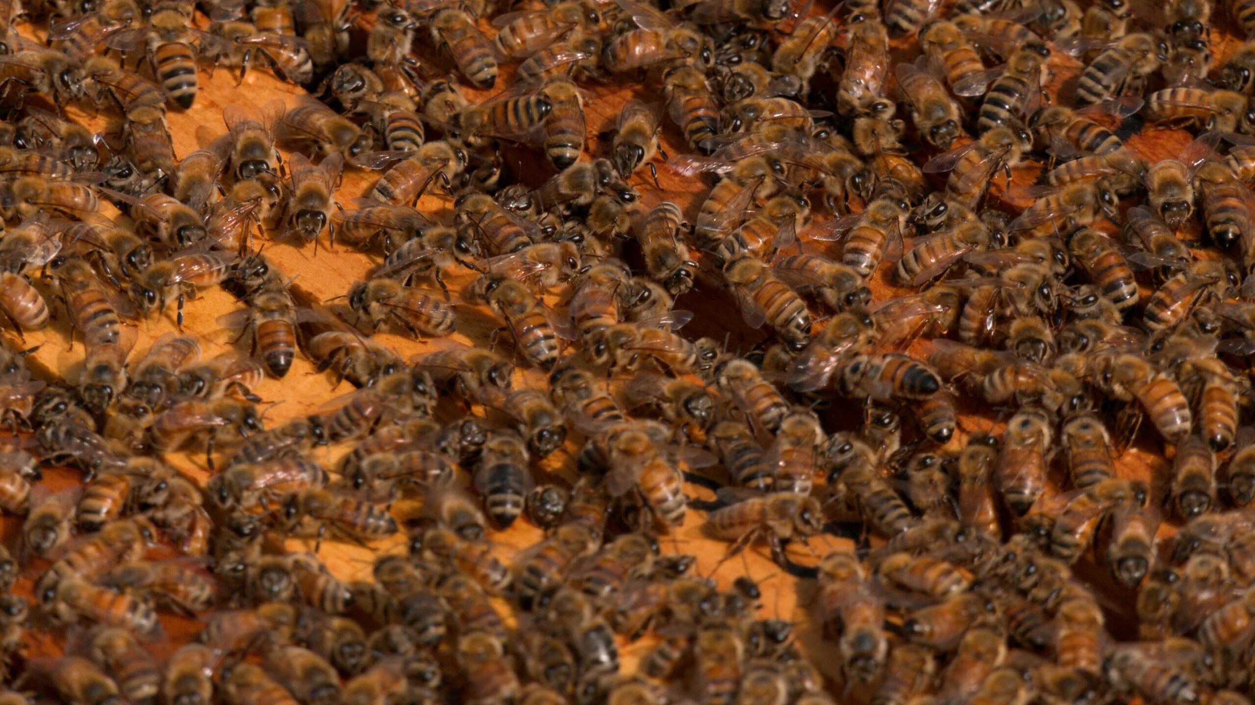 Miel bees in their hive