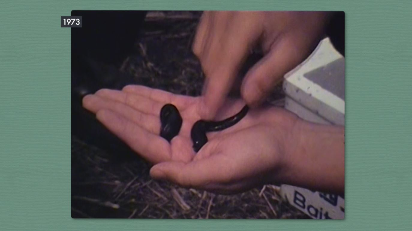 A bloodsucker and a leech in the palm of a man's hand