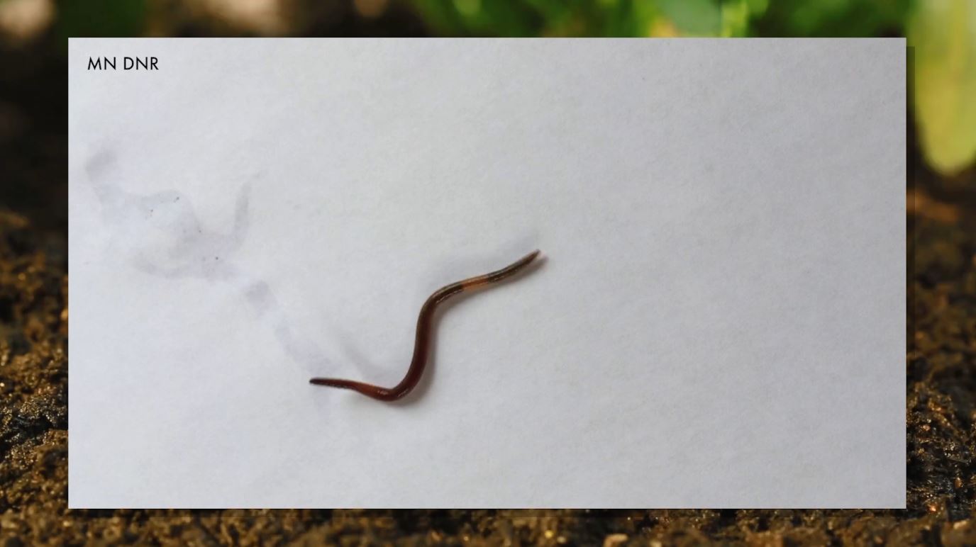 A jumping worm on a white piece of paper