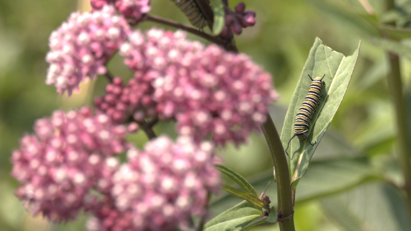 Monarch caterpillars crawl on milkweed