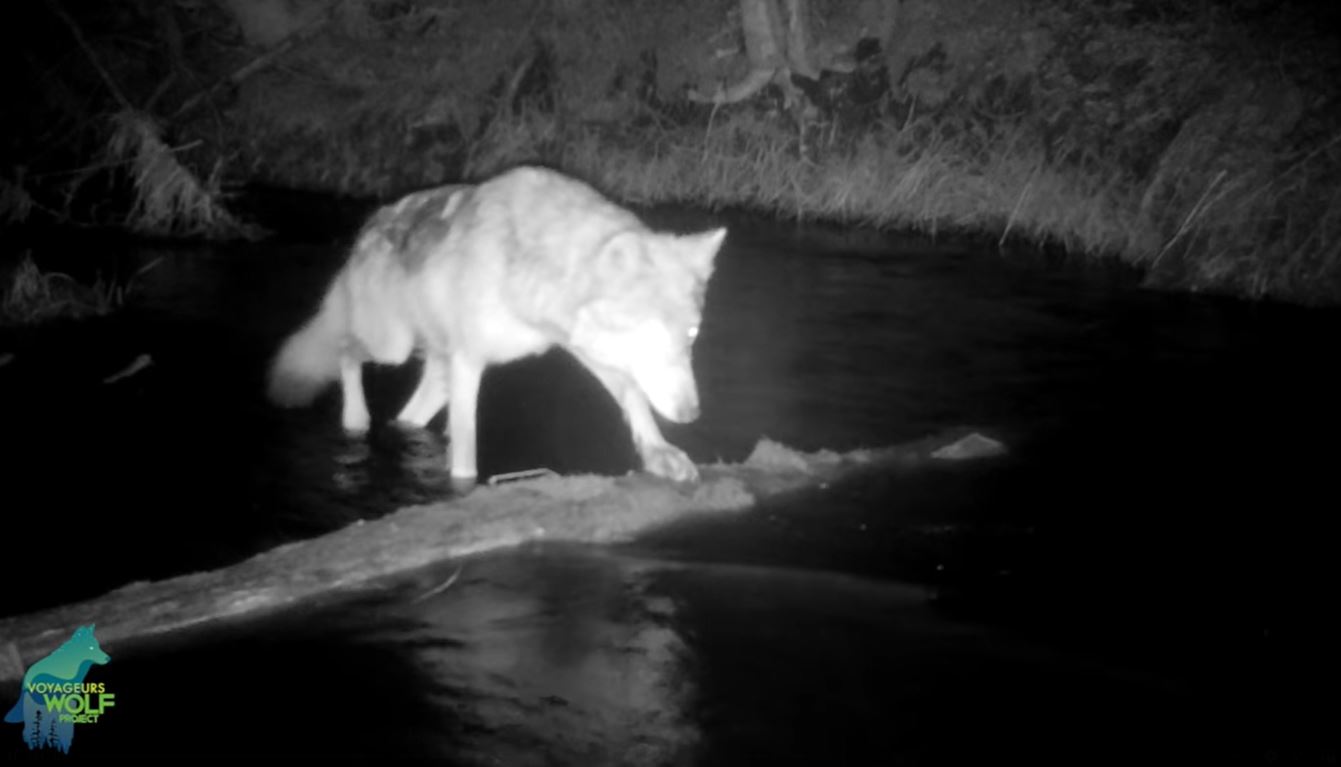 Voyageur Wolf Project camera captures wolf fishing in a shallow creek