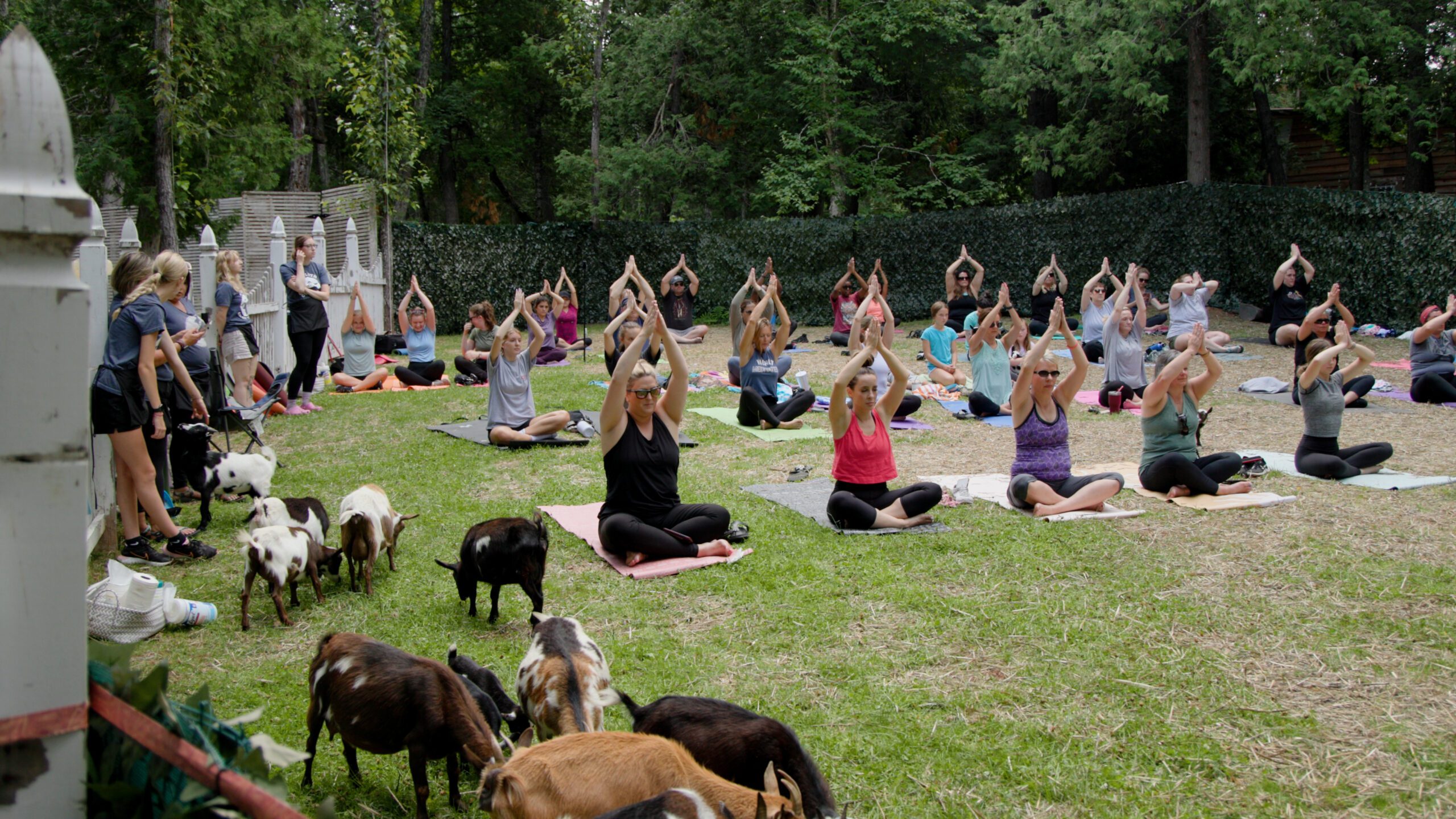 A group of people doing a yoga class with goats milling around