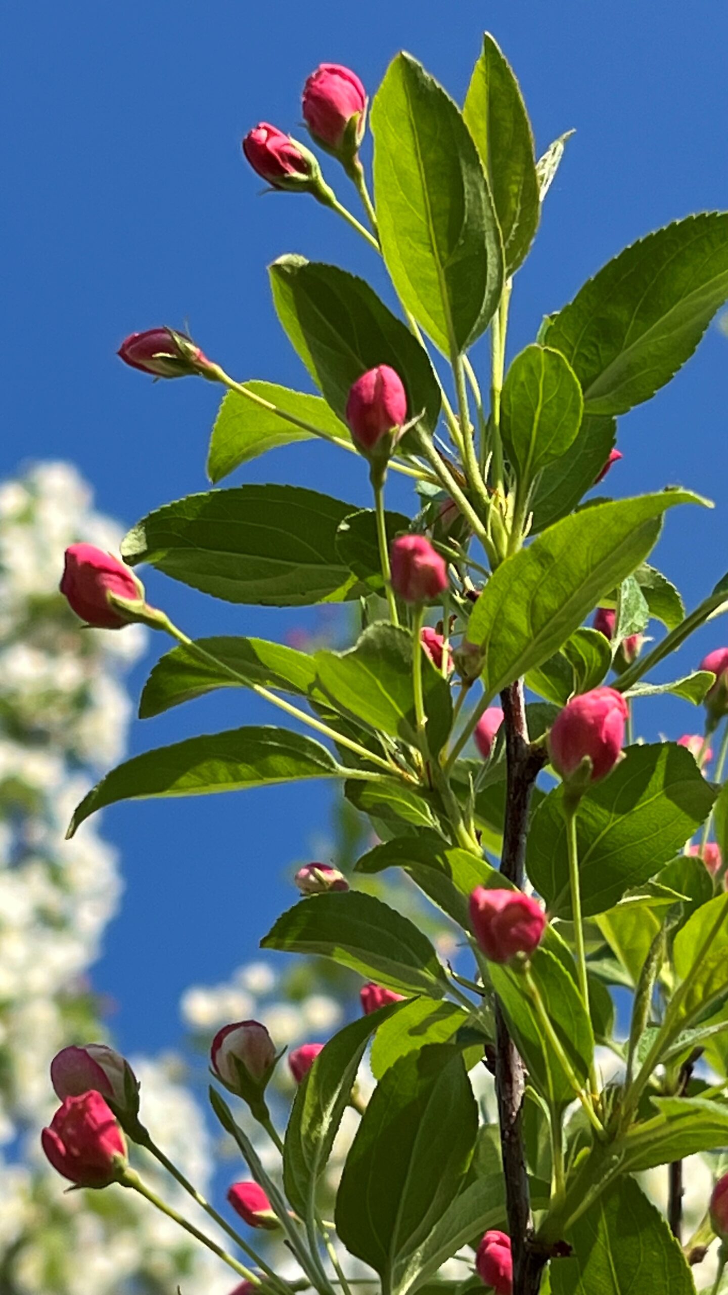 Nanette Blom Blue sky and blooms in Blackhoof - May 30
