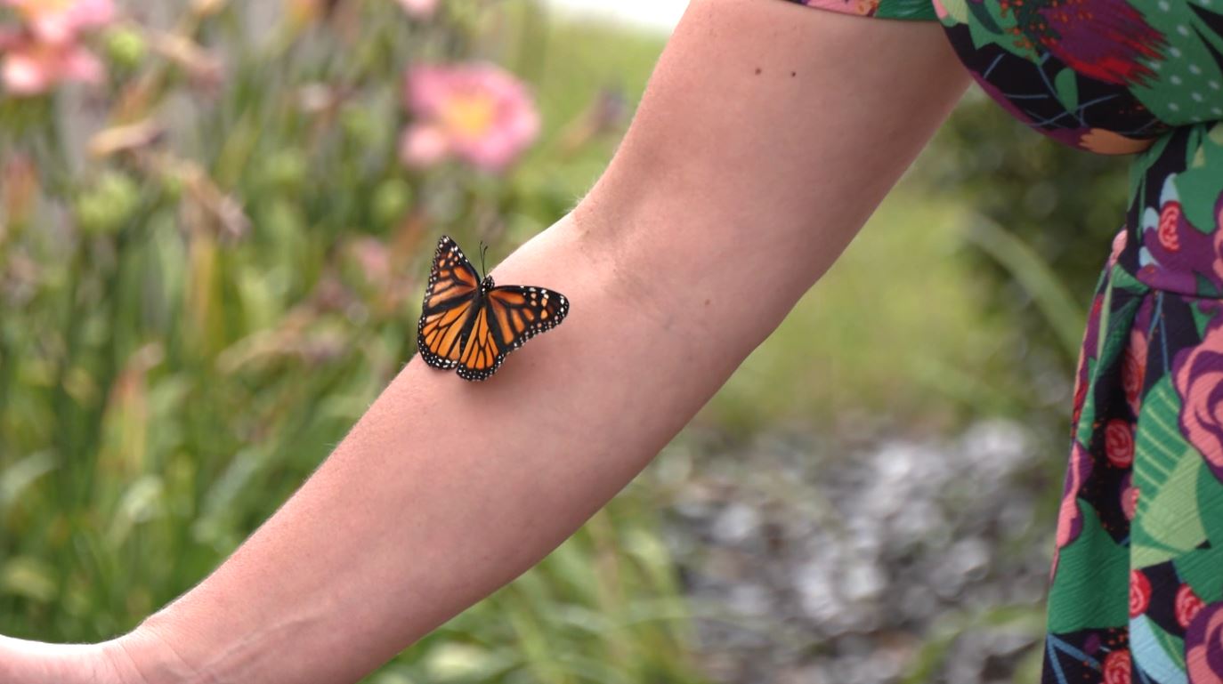 A butterfly rests on a person's arm