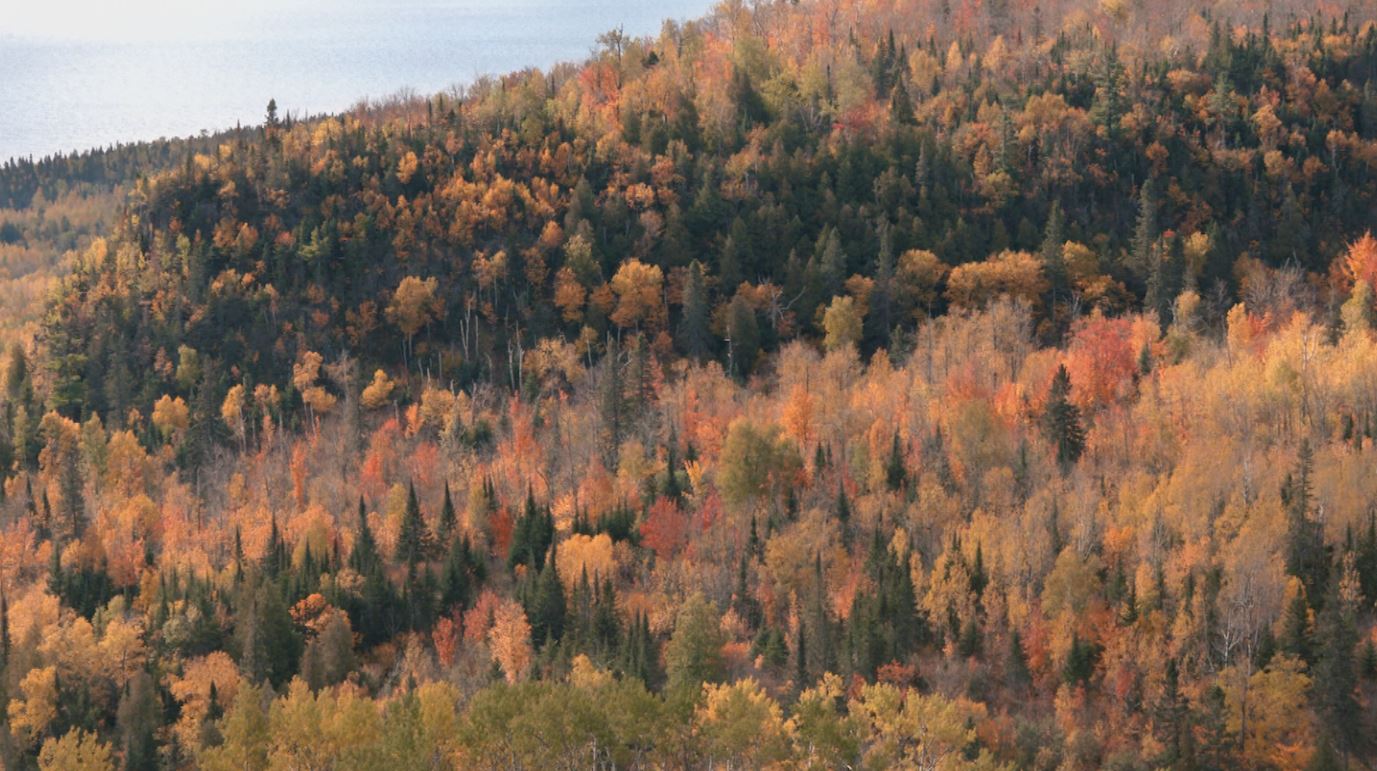 The view of fall colors from the Oberg Mountain loop