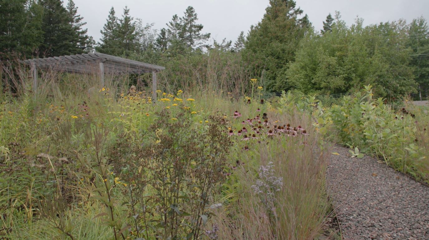 A garden Shoreview Natives planted in 2019