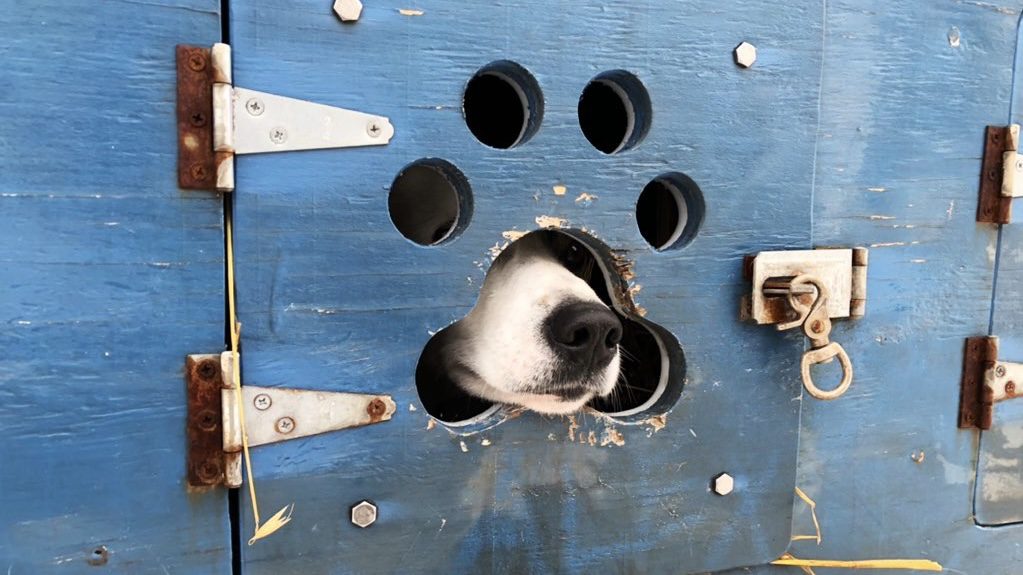 A sled dog pokes its nose out of a truck