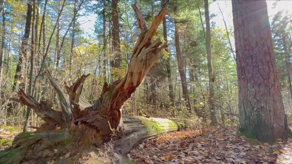 Lost 40 Minnesota: How This Pristine Forest Was Saved by a Mapping