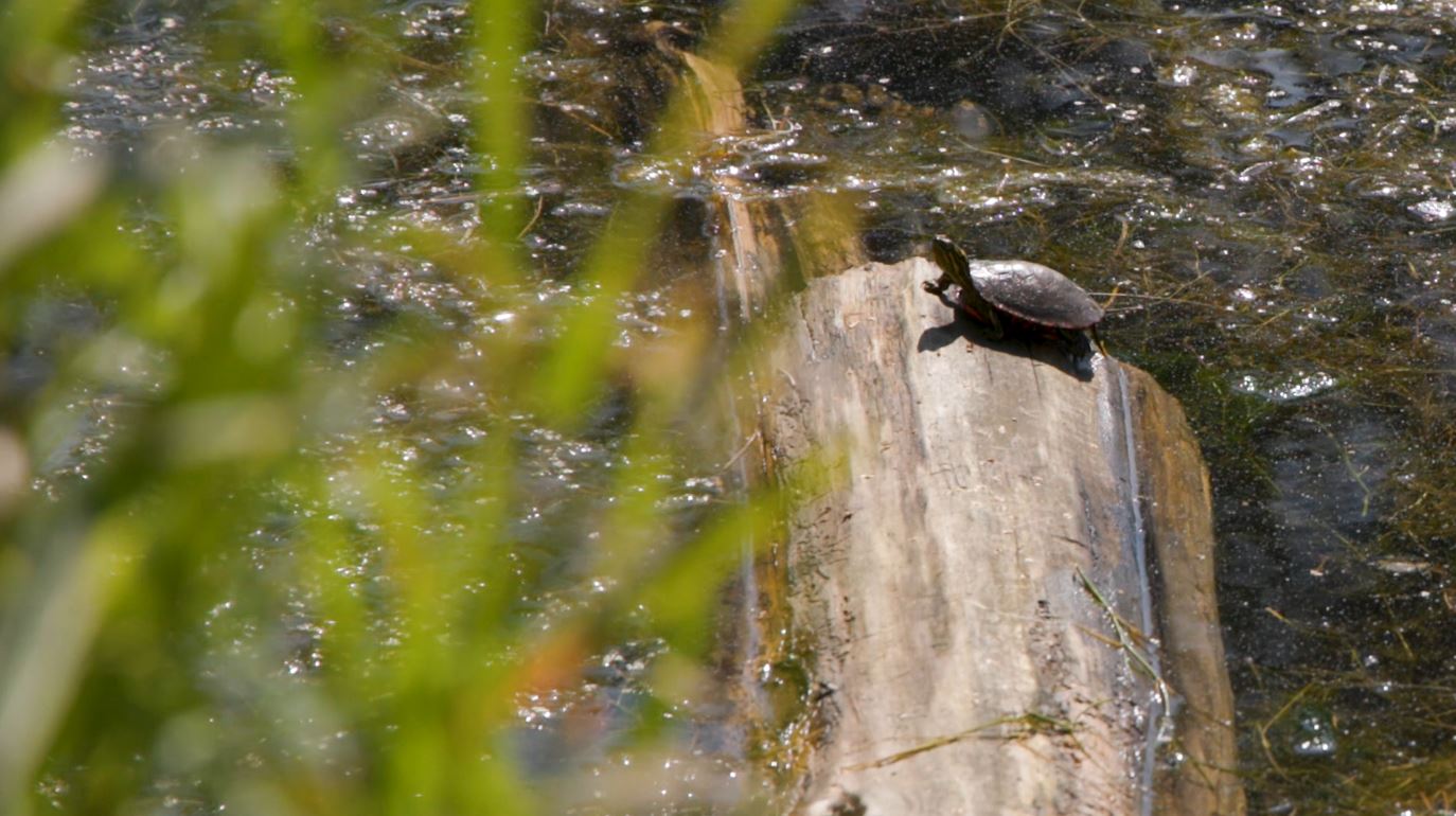 A turtle suns itself on a log in the Bagley Nature Area