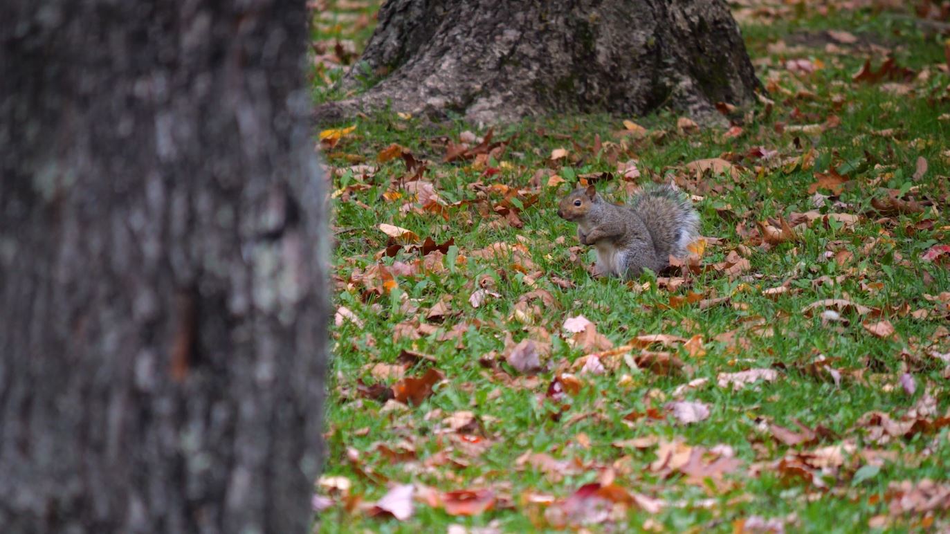 A squirrel has a snack at Enger Park.