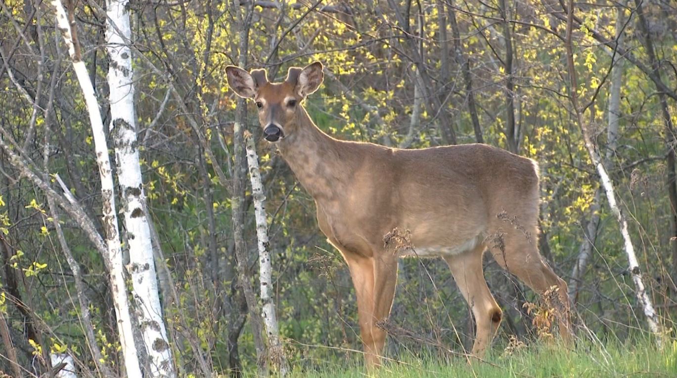 A small buck in the woods