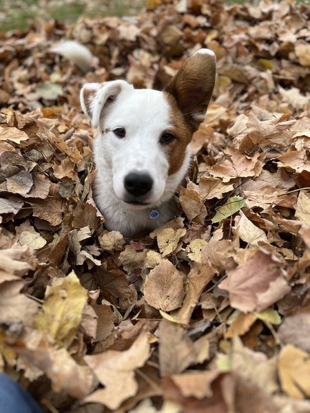 OLIP- Debbie Taylor - in the leaf pile