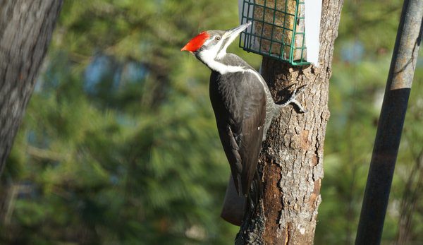 OLIP- Mark Kuester - Pileated woodpecker