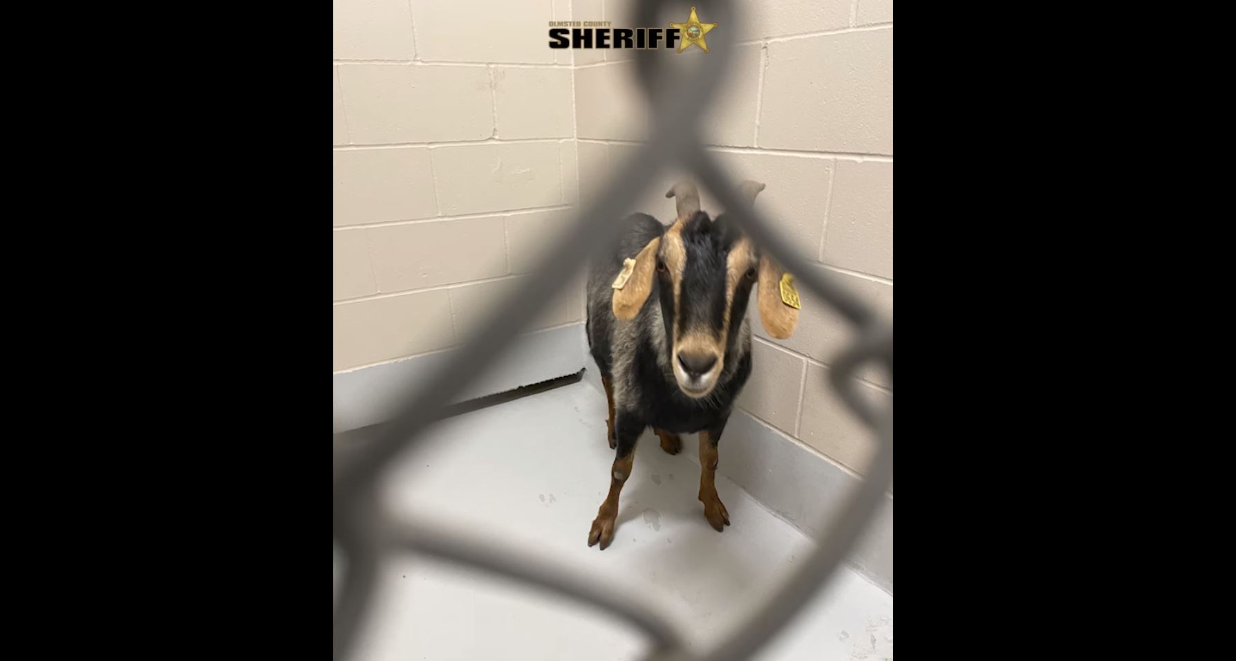(Olmsted County Sheriff's Office//Facebook)