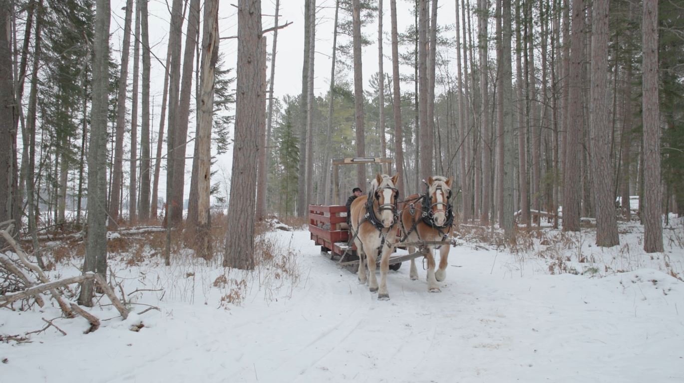 Hank and Barney pull a sleigh through the woods at the Forest History Center.