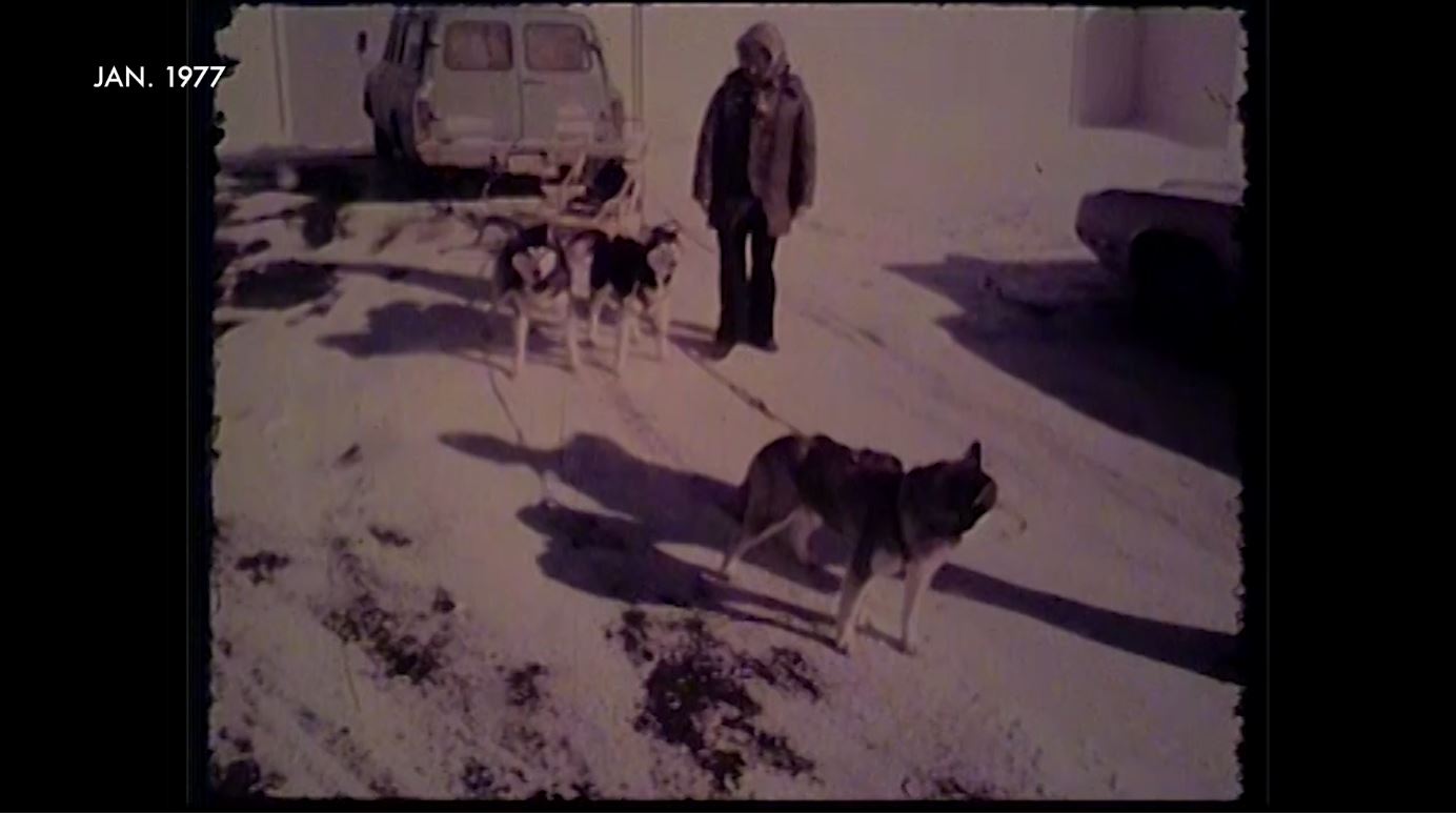 Three sled dogs in 1977