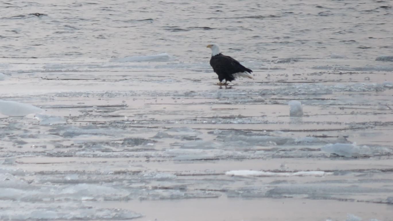 A bald eagle floats on a piece of ice