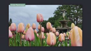 Tulips at the Minnesota Landscape Arboretum