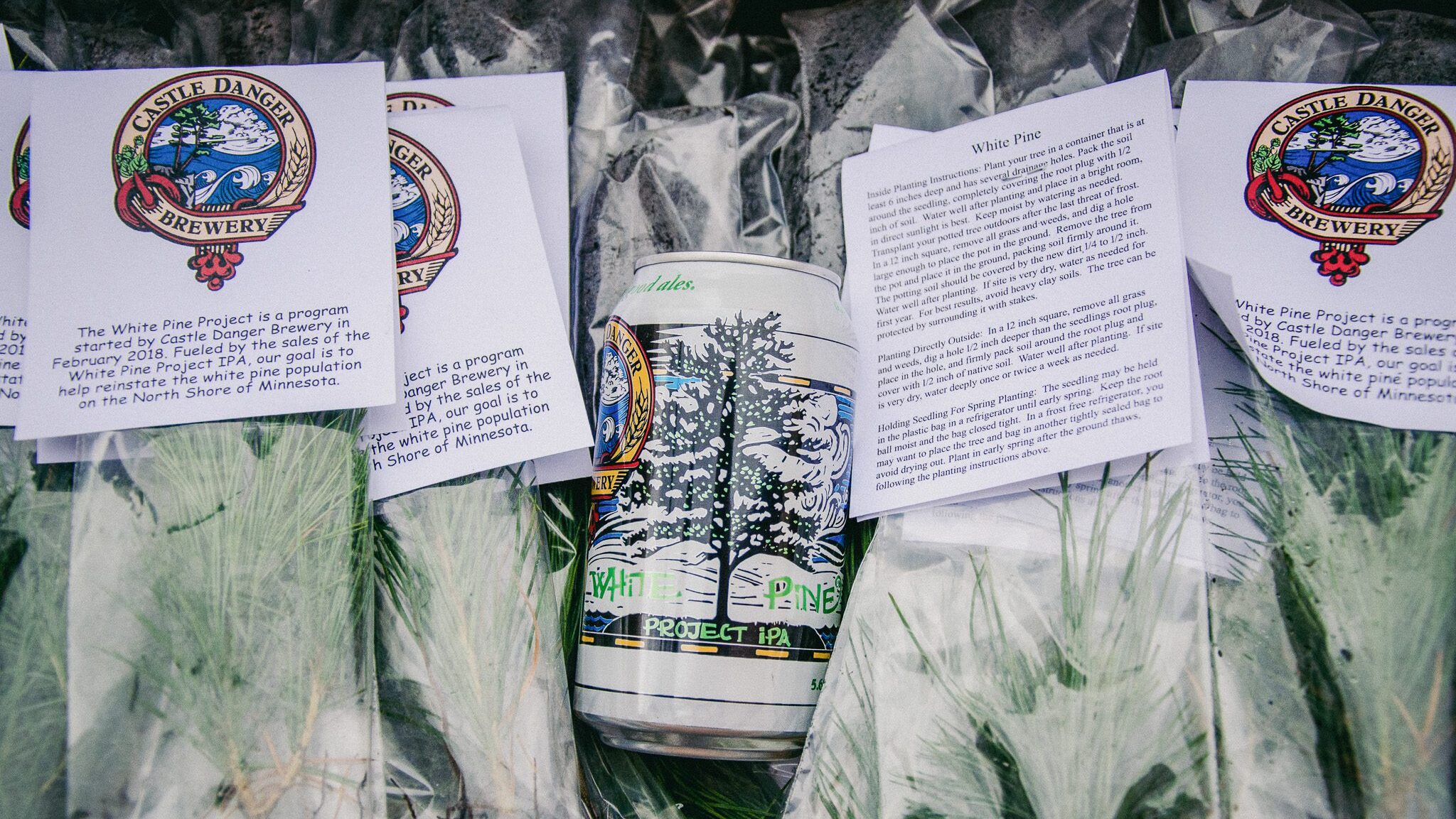 White Pine seedlings and a can of White Pine IPA