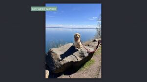 A smiling dog on a North Shore rock
