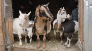 Several female goats stand at the door of the Goat Shack