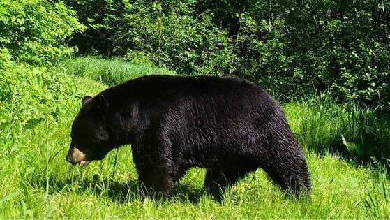The Wisconsin black bear hunting season opens Sept. 4. / Photo Credit: Wisconsin DNR